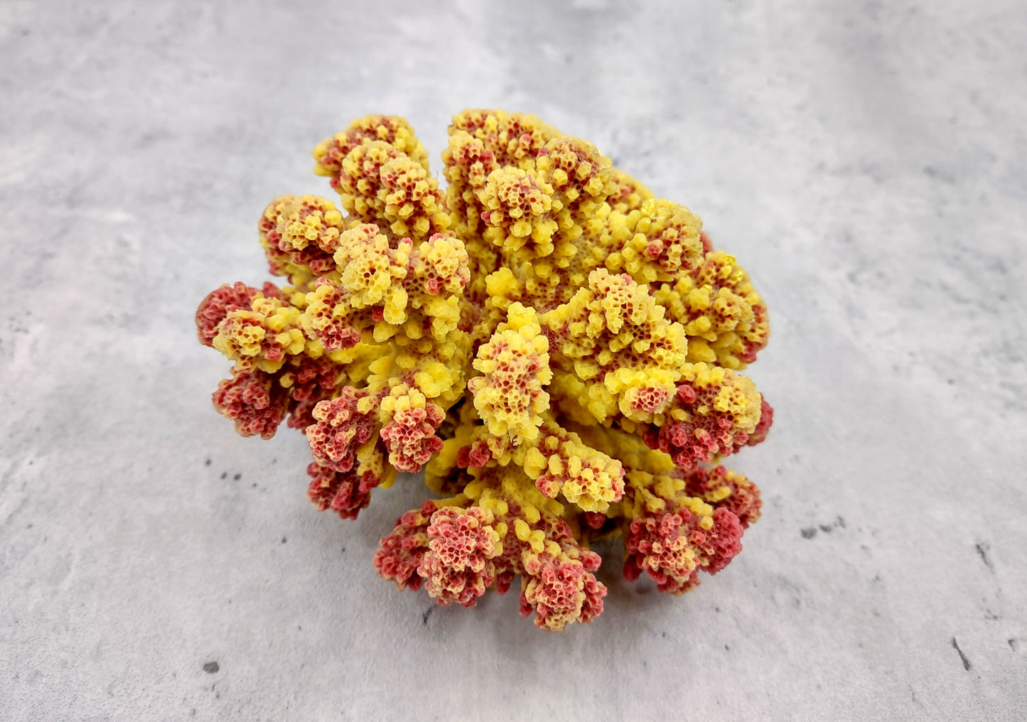 Yellow Rose FAUX Cluster Coral - Pocillopora Elegans - 1 faux coral approx. 5Wx3Dx4T with some dark pink arms on light background Copyright 2022 SeaShellSupply.com.