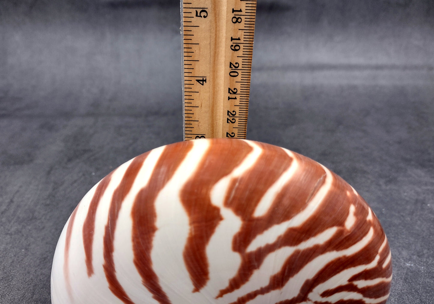 Natural Nautilus Seashell (5-6") - Nautilus Pompilius