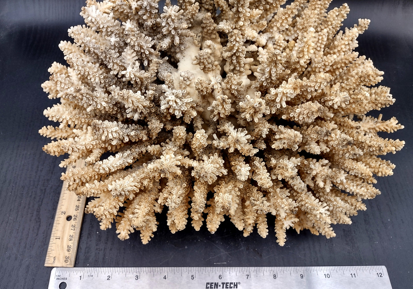 Image of Off White Natural Table Coral Large Cluster Acropora Latistella (1 coral approx. 12L x 7H x 9D inches) Copyright 2024 SeashellSupply.com