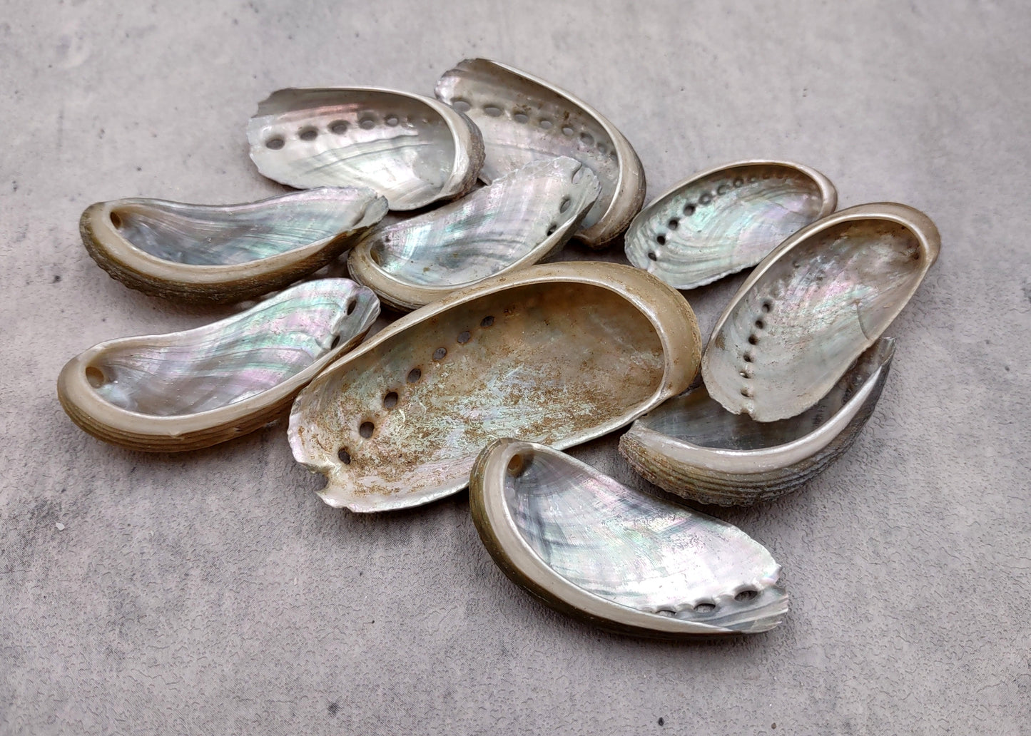 Natural Mule Ear Abalone Seashell Haliotis Asiana (10 shells approx. 1.5+ inches) Brown Green Silver Shells for crafts arts & jewelry!