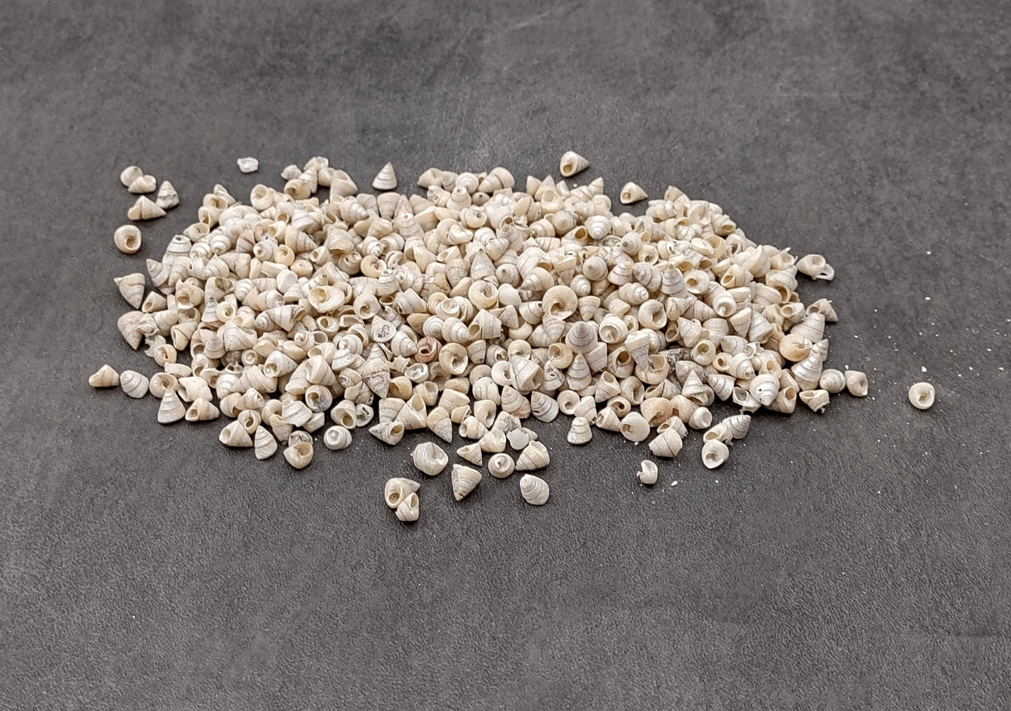 Tiny Venetian Pearl Seashells (appx. 380-400 pcs.) Pile of grey, white, and tan, small shells. Copyright 2024 SeaShellSupply.com.