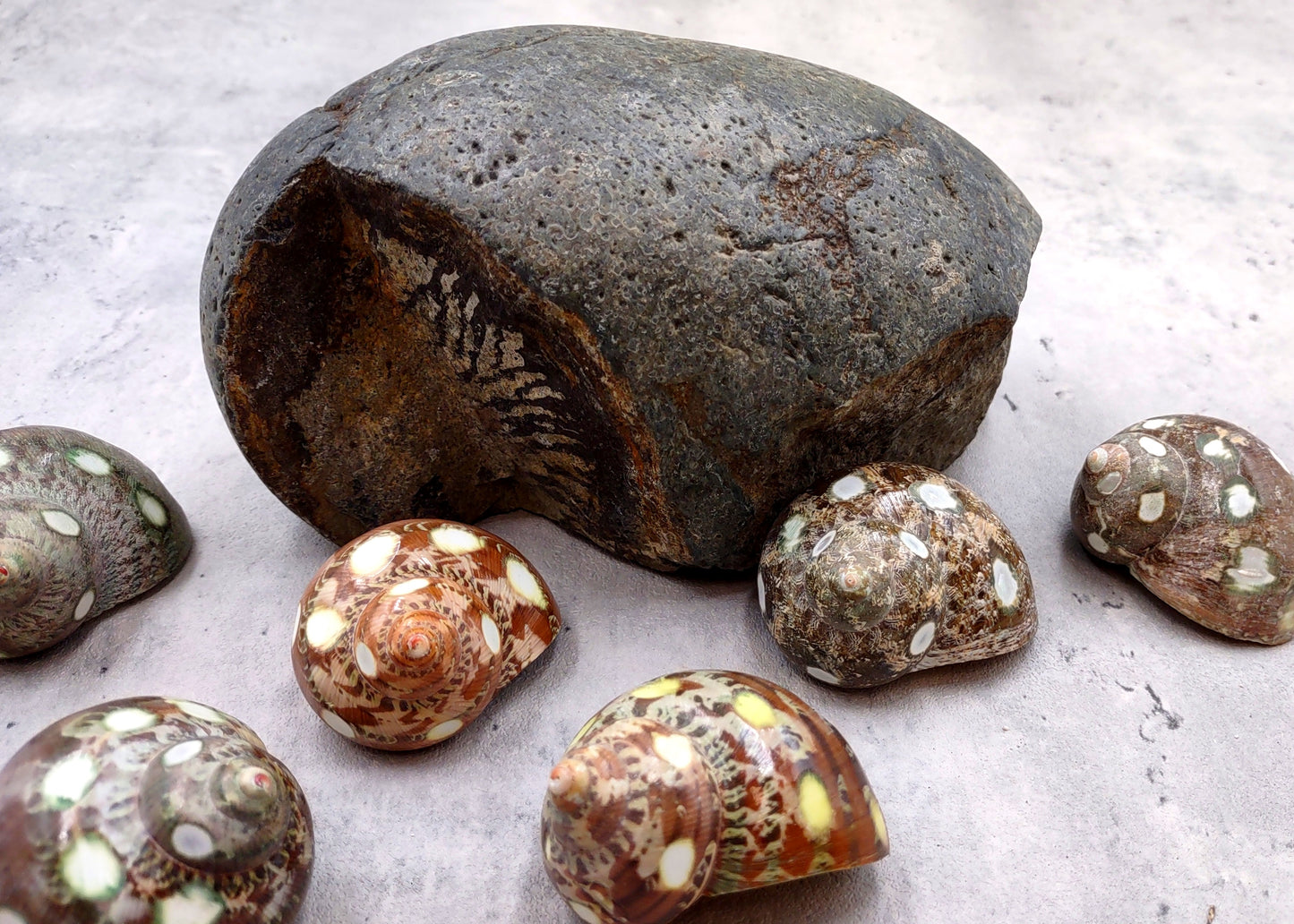 Spotted Turbo Seashells Turbo Petholatus (2 shells approx. 2+ inches) Neat shells for coastal crafting decor & collections!