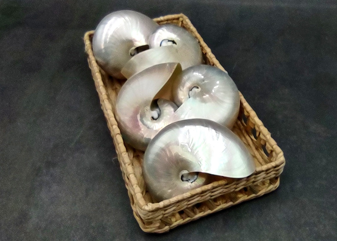 Pearlized Nautilus Seashell Polished Nautilus Pompilius (1 shell approx. 3+ inches) Pearlized Nautilus Shell for display decor & collecting!