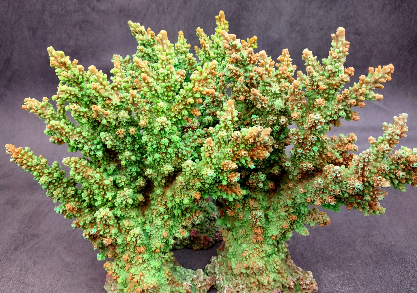 Green FAUX Branch Coral - Acropora Florida - (1 Fake Coral approx. 7.5Tx7Wx2D inches) on light background. Copyright 2024 SeaShellSupply.com.