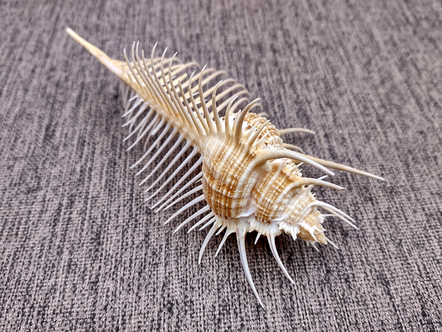 Murex Comb Seashell Murex Pecten (1 shell approx. 6+ inches) Special shells for coastal crafting décor & collections!