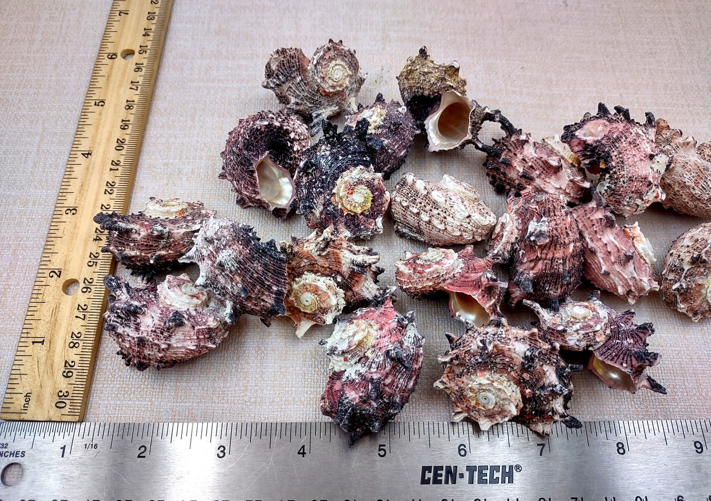 Pink Dolphin Shells Angaria Delphinus Pink Spiral Seashells (5 shells approx. 1+ inches) SS-037 copyright 2024 SeaShellSupply.com