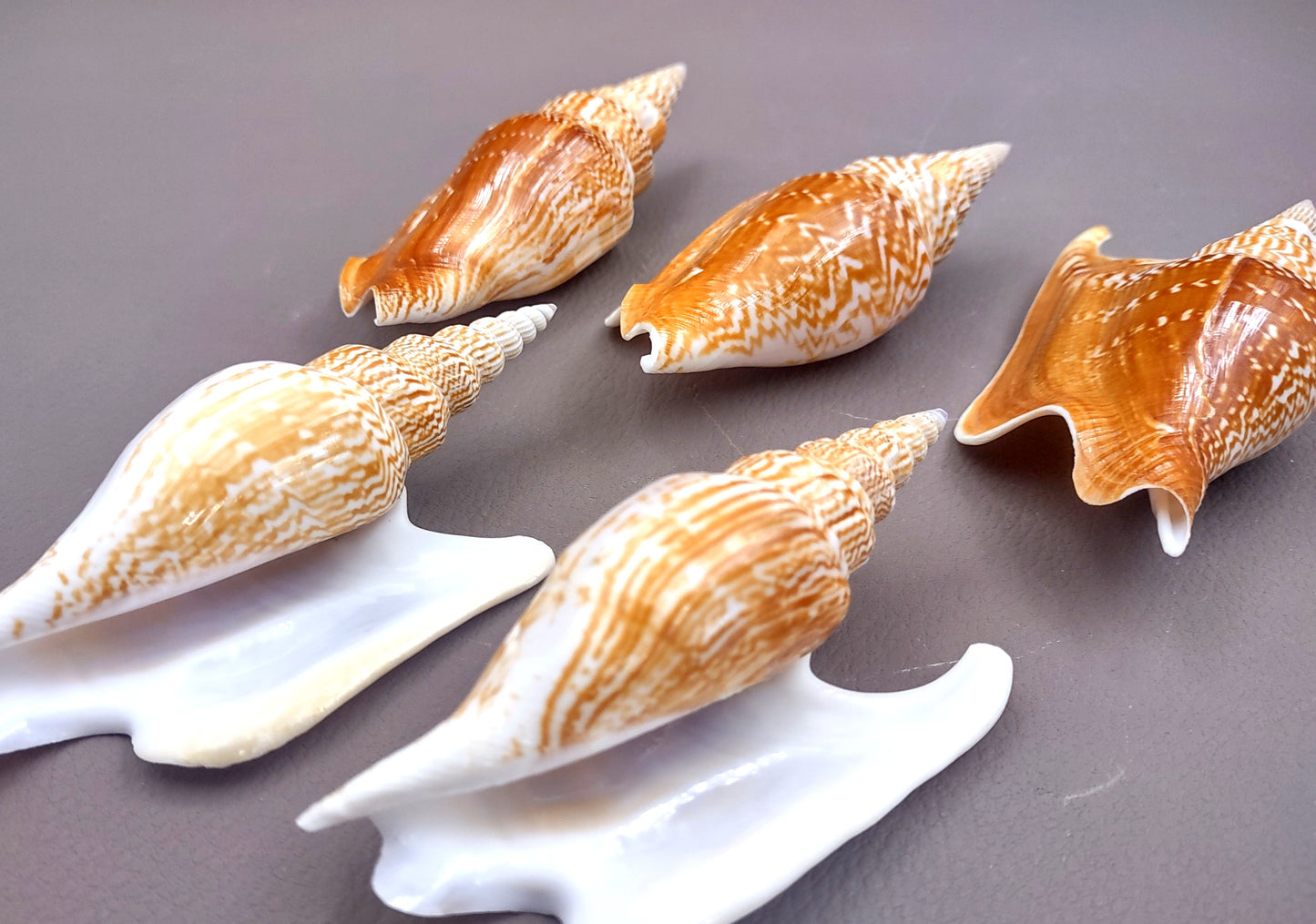 Listers Conch Shell - Strombus Listeri - (1 shell approx. 3.5-4 inches). Two orange and white spiral textured shells. Copyright 2024 SeaShellSupply.com.