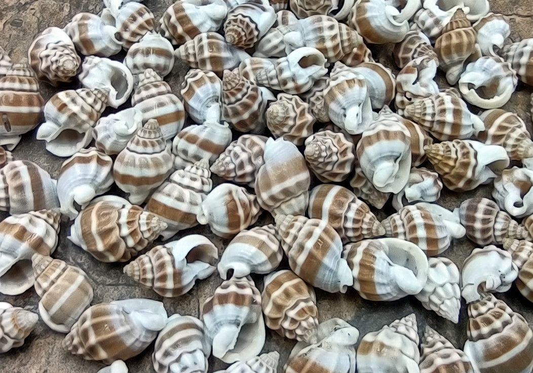 Nassarius Phyrrus Seashells - Red-banded Nassa (approx. 65-75 shells .5-.75 inches). Brown and white striped shells in a pile. Copyright 2022 SeaShellSupply.com.