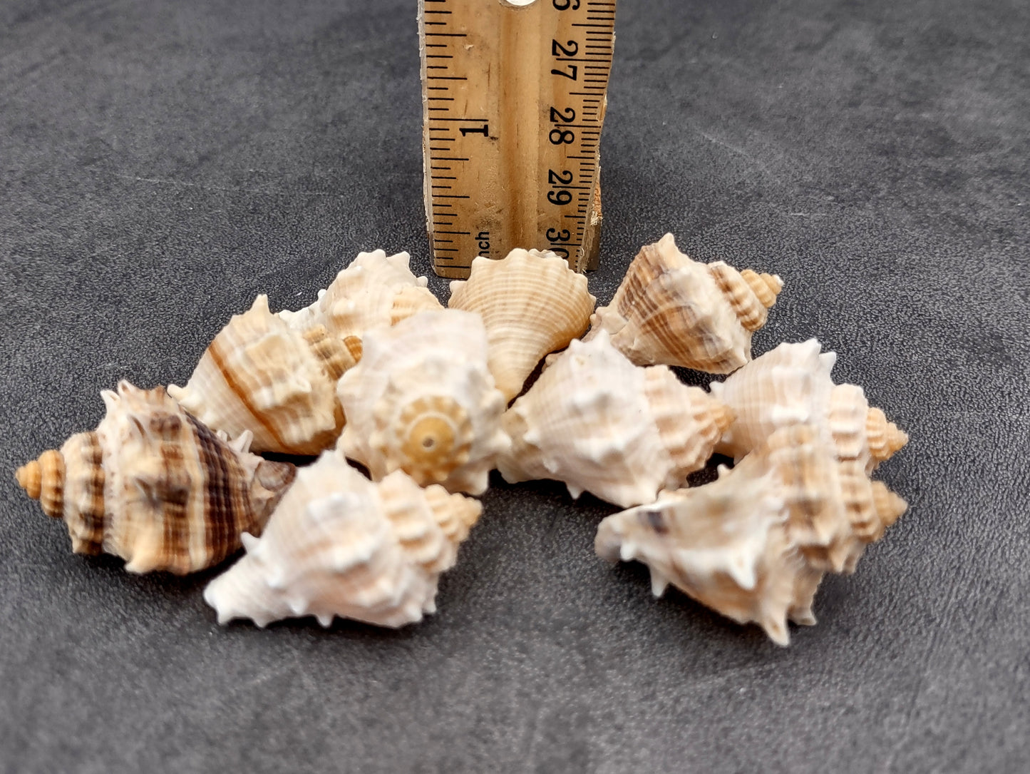 Spiny Melongena Seashells Melongena Bispinosa (10 shells approx. 1+ inches) Spiny shell great for any collection or coastal craft project!
