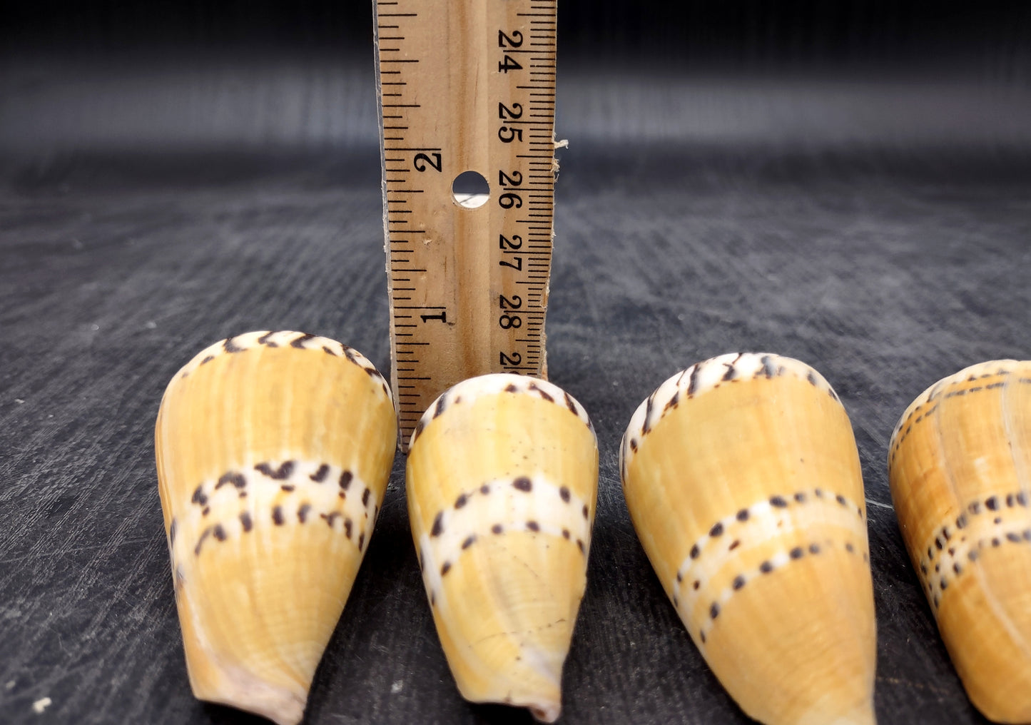 Captain Cone Seashells (2 pcs.) - (2-2.5 inches) - Conus Capitaneus. Cream to earthly colored shells with patterns along the spiral. Copyright 2024 SeaShellSupply.com.