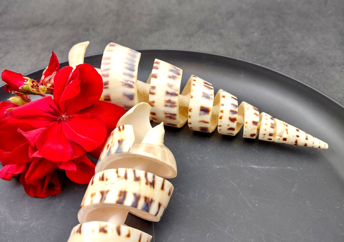 Spiral Cut Marlinspike Auger (4-5 inches) - Terebra Maculata. One white, black, and tan spiral shell with cut outs following the spiral but also showing the main mast. Copyright 2024 SeaShellSupply.com.