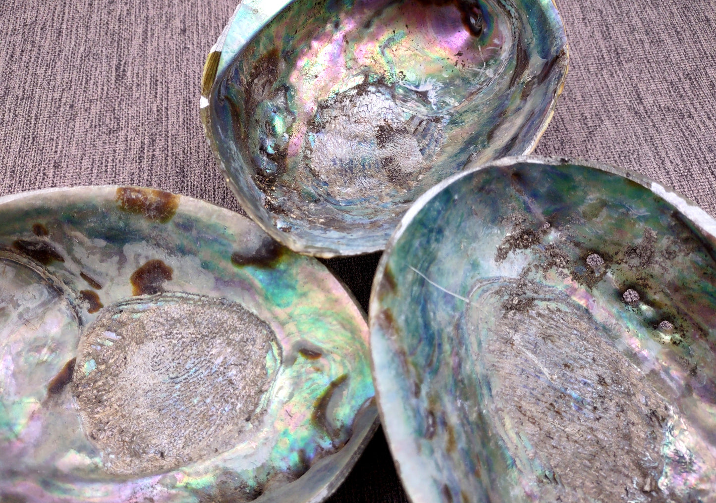 Paua Abalone Seashell Dish with Stand (1 shell approx. 5-5.5+ inches) Copyright 2024 SeashellSupply.com
