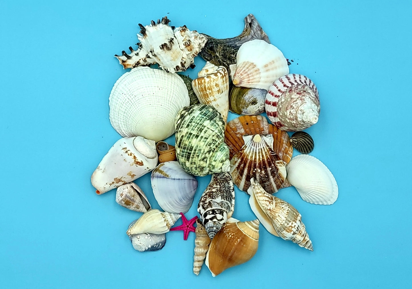 Mixed Shell Assortment in Basket (4 inches). Multiple different colored shells of different sizes in a little variety pack. Copyright 2022 SeaShellSupply.com.