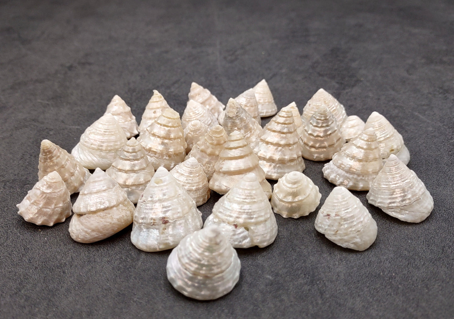 Pearlized Trochus Seashell Trochus Niloticus (10 shells approx. 0.75+ inch) Neat shells for coastal crafting décor & collections!
