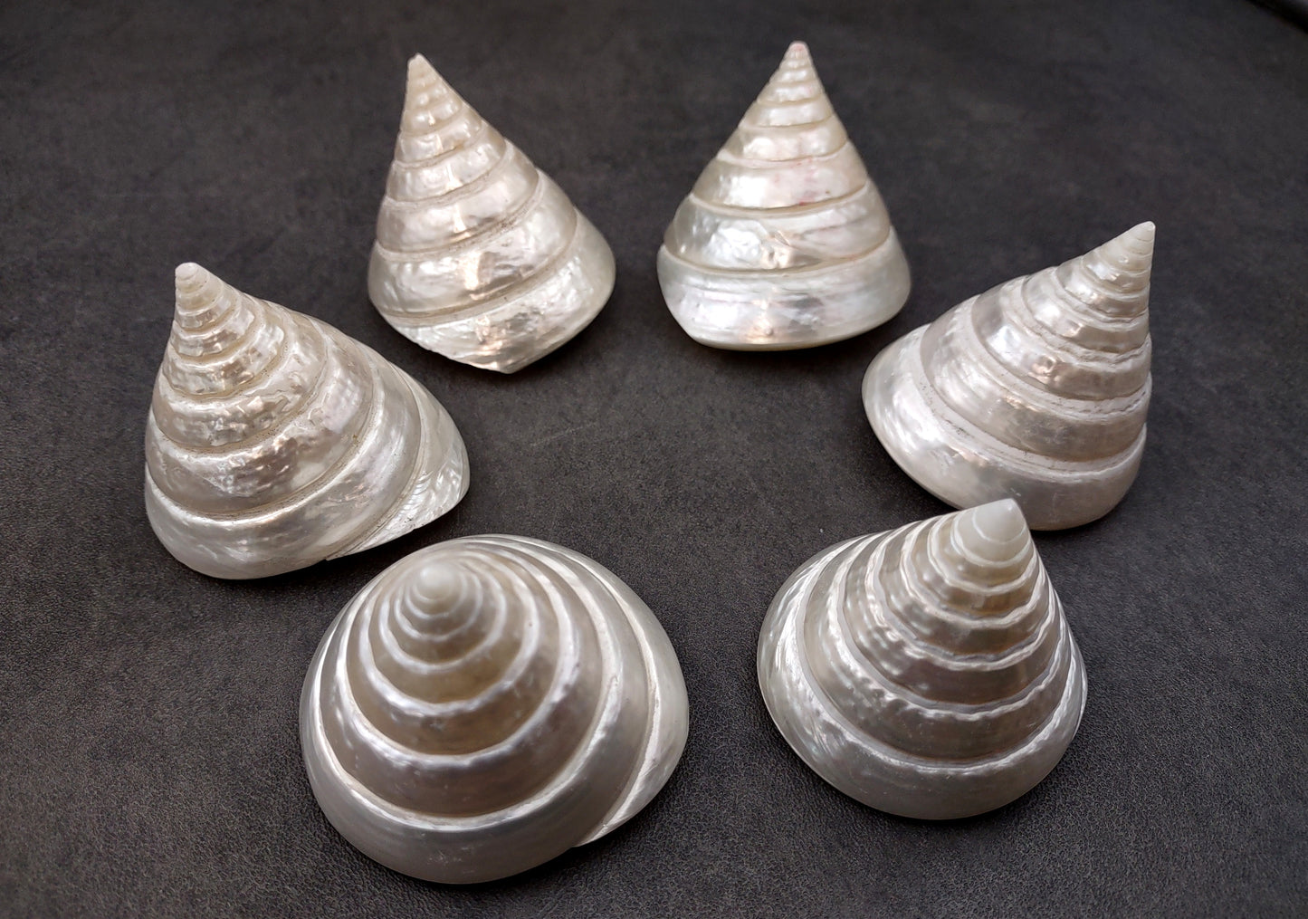 Polished Silver/Pearl Trochus Seashell (2-2.5 Inches) - Trochus Niloticus. One shiny bright spiral white shell with a wide opened base. Copyright 2024 SeaShellSupply.com.