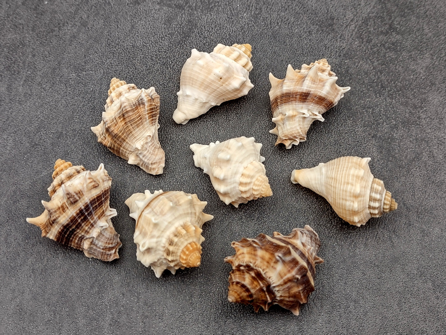 Spiny Melongena Seashells Melongena Bispinosa (10 shells approx. 1+ inches) Spiny shell great for any collection or coastal craft project!