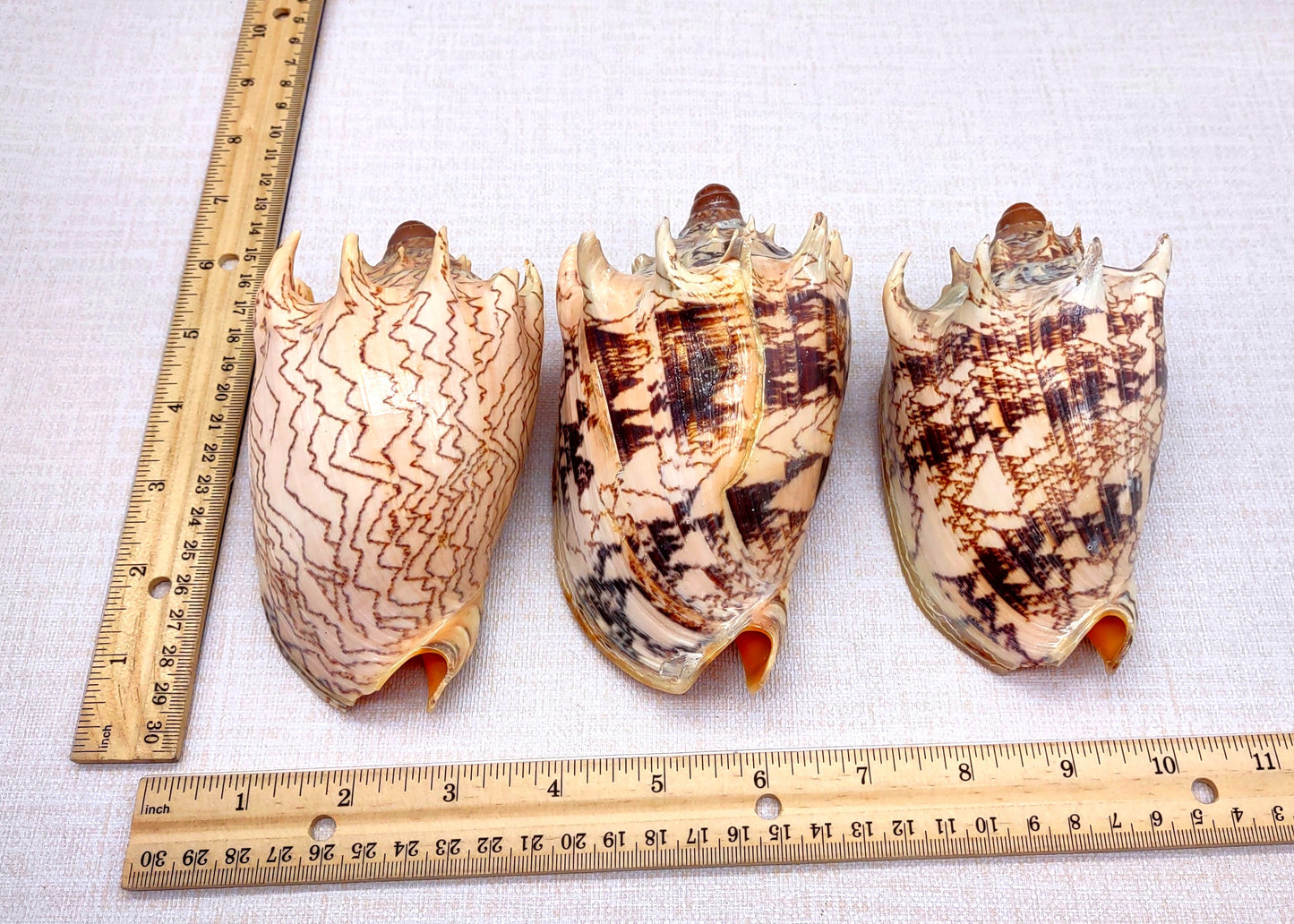 Imperial Volute Seashell Voluta Imperialis (1 shell approx. 5+ inches) Great shells for coastal crafting decor & collections!