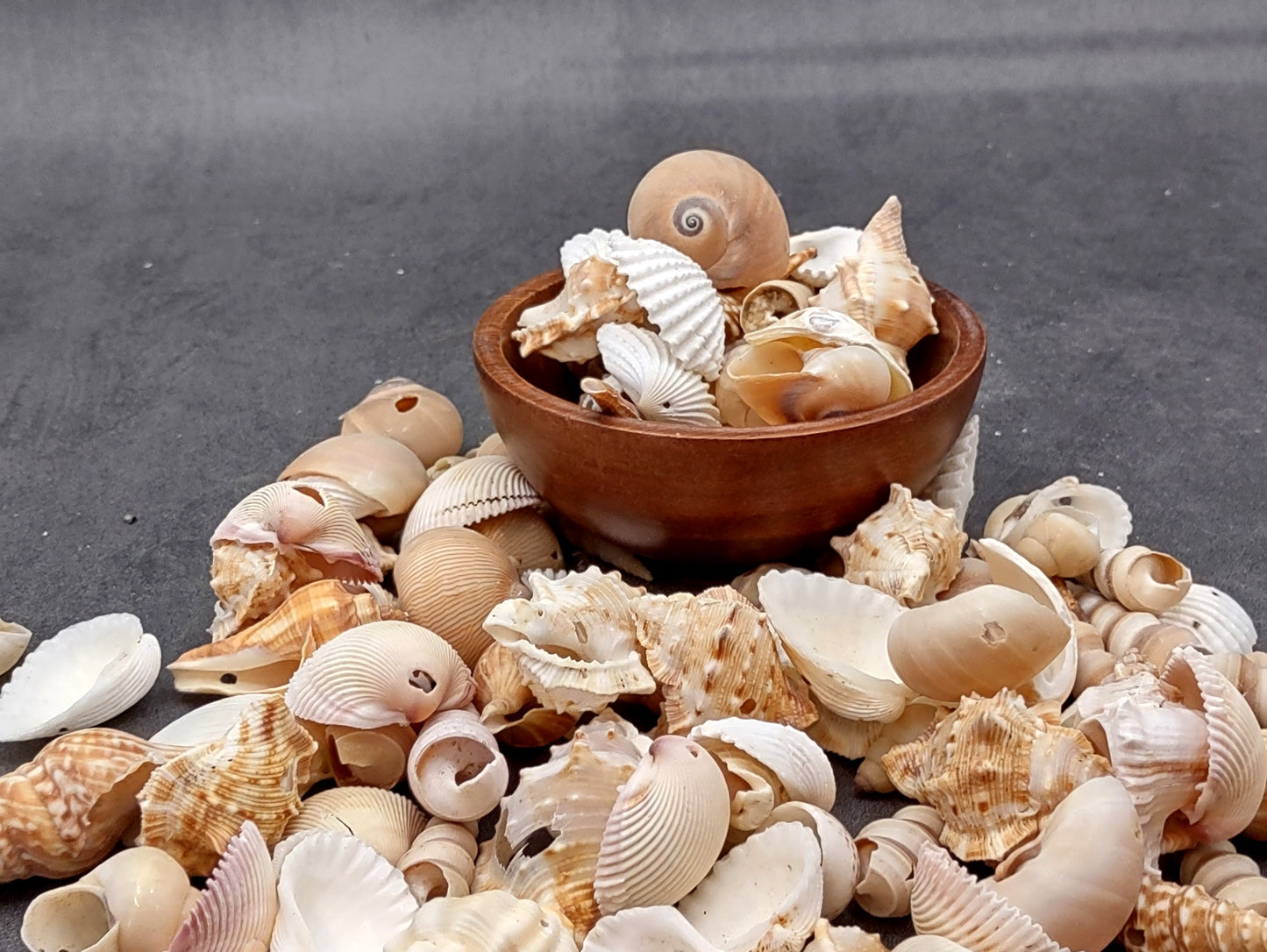 Drilled Seashells Assorted Mix (approx. 1 pound 60+ shells 0.75-1.5+ inches) Great shells for coastal crafting and collections!