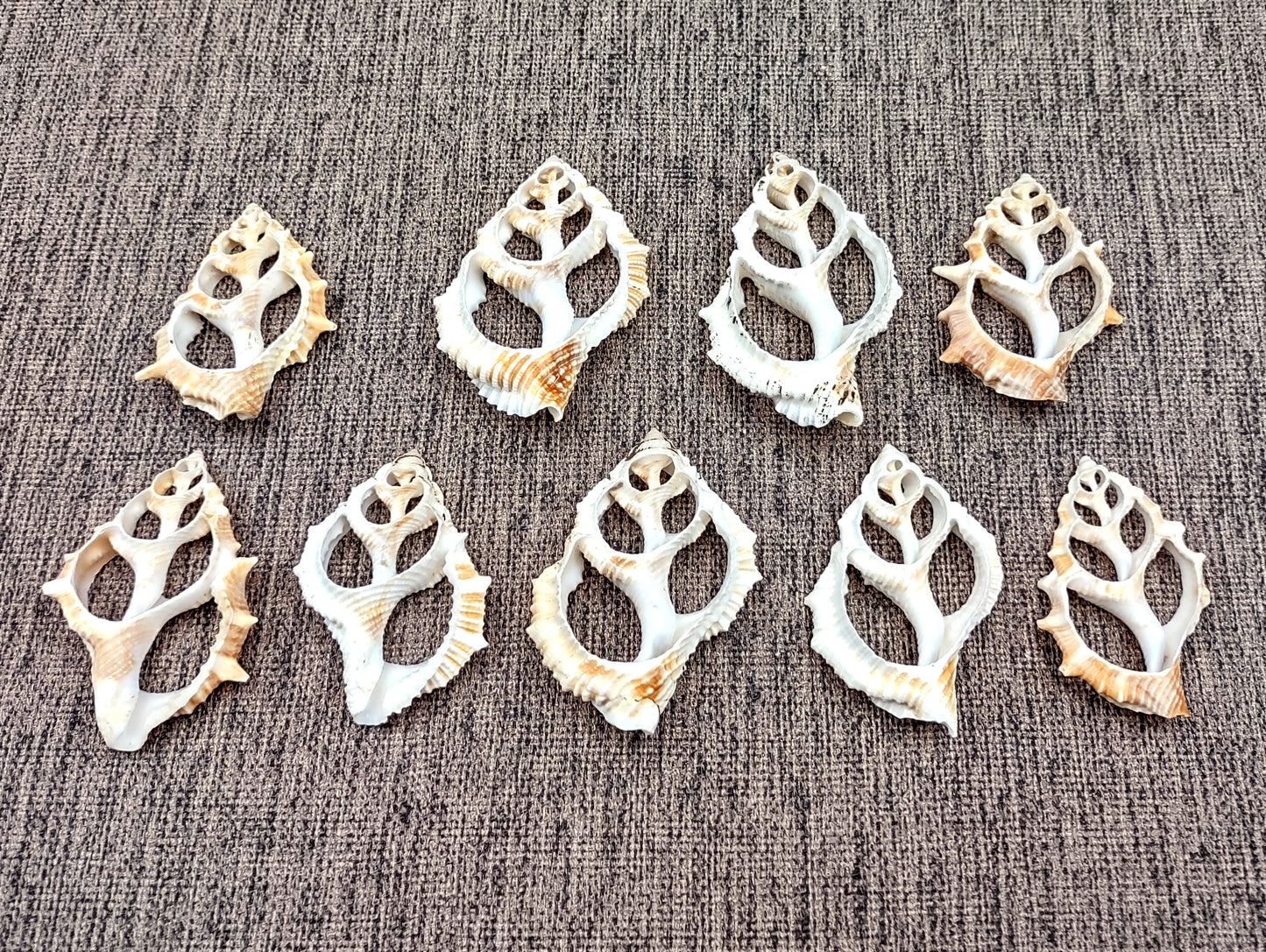 Frilled Frog Center Cut Shells - Bursa Rana - (5 shells approx. 1.5-3 inches). Multiple thin sheets of brown shaded shells laying down showing the inside cavities. Copyright 2022 SeaShellSupply.com.