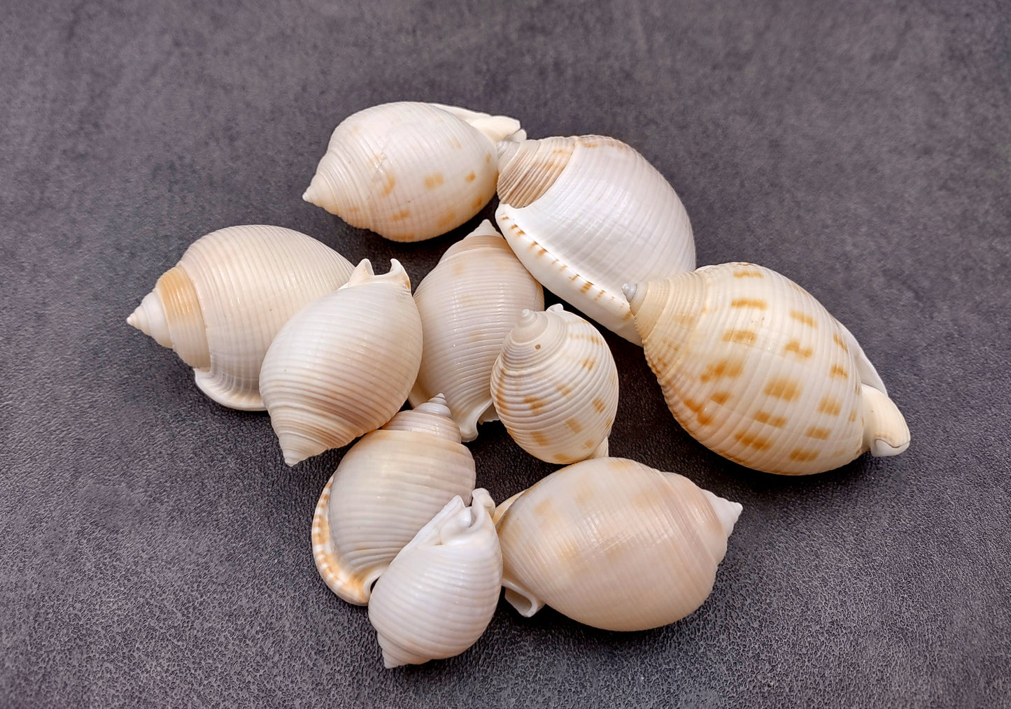 Japanese Bonnet Seashells India Phalium Bisulcatum (10 shells approx. 1.5+ inches) Adorable shells for any coastal collection or display!