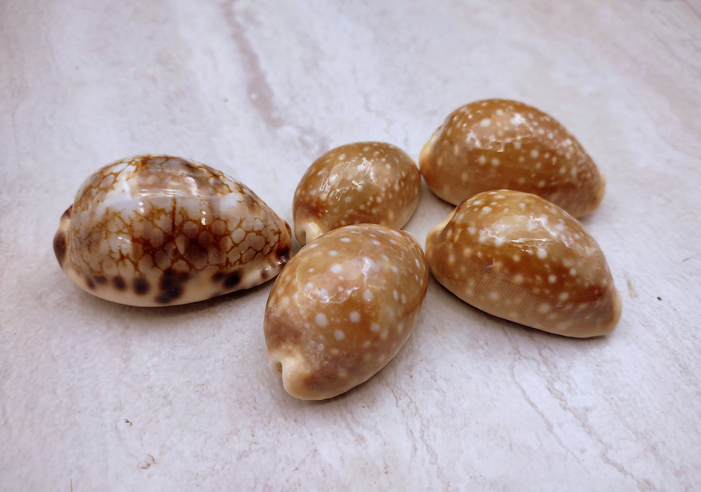 Calf Cowrie Shells - Cypraea Vitellus - (4 shells approx. 2 inches). multiple tan and white spotted shells with teal stripe in pile. Copyright 2022 SeaShellSupply.com.
