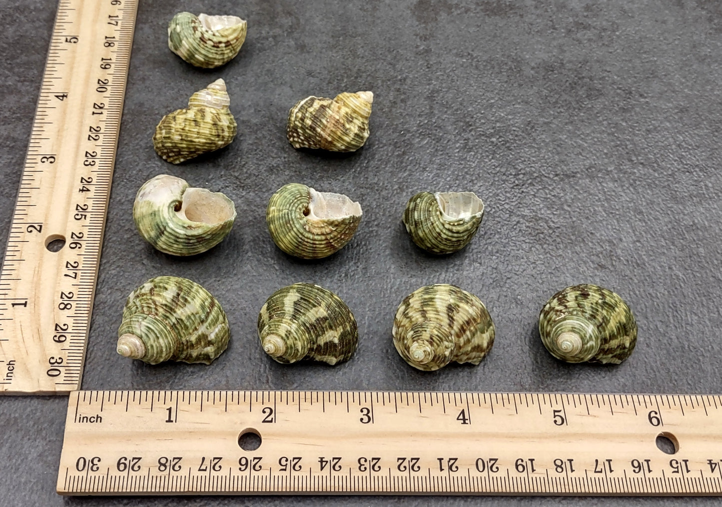 Jade Green Turbo Seashells - Turbo Brunneus - (10 shells approx. 1-2 inches). Pile of multiple shaded spiral turquoise shells. Copyright 2022 SeaShellSupply.com.