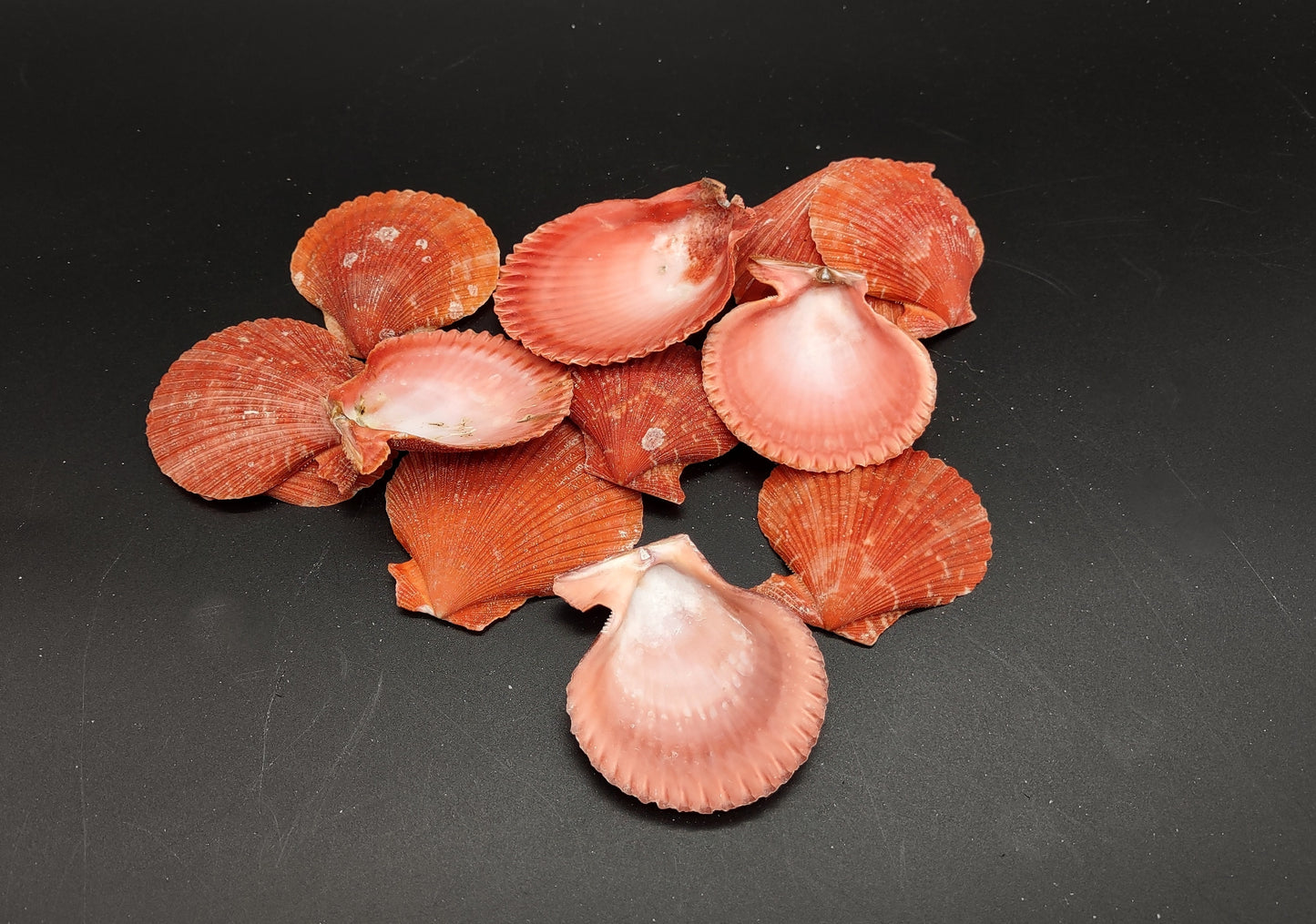 Fire Red Scallop Shell Halves Noble Pecten Nobolis (Approx. quarter pound shells 2+ inches) Red Scallop seashells for arts & crafts!