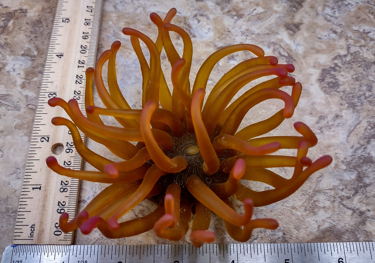 A photo of a single Green FAUX Anemone Condylactis Gigantea. Copyright 2024 SeashellSupply.com