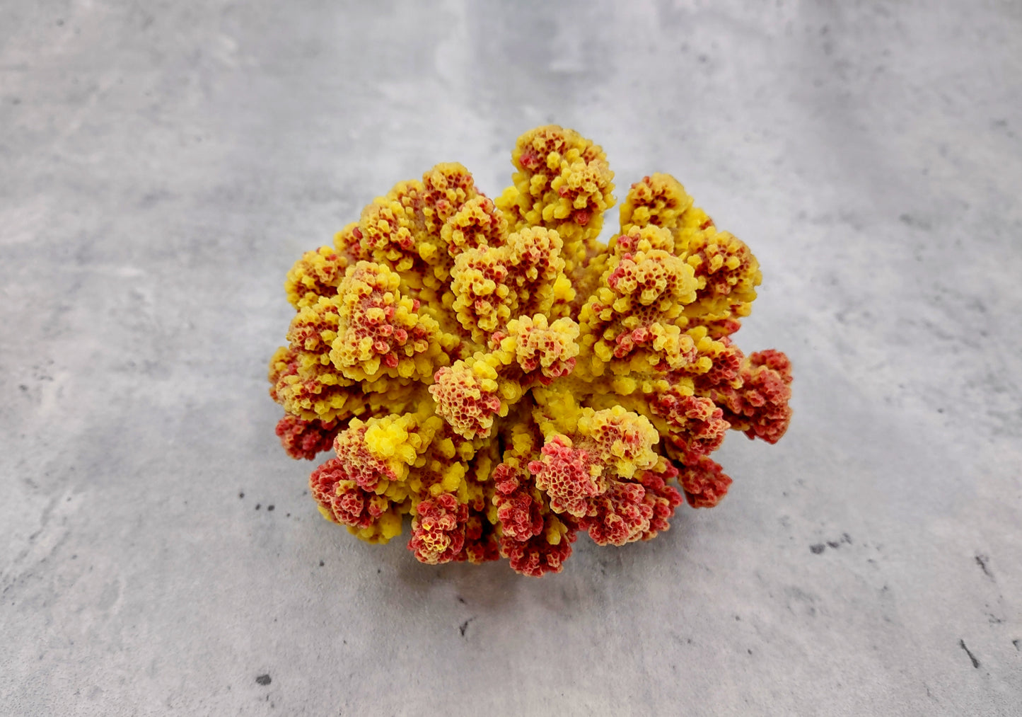 Yellow Rose FAUX Cluster Coral - Pocillopora Elegans - 1 faux coral approx. 5Wx3Dx4T with some dark pink arms on light background Copyright 2022 SeaShellSupply.com.