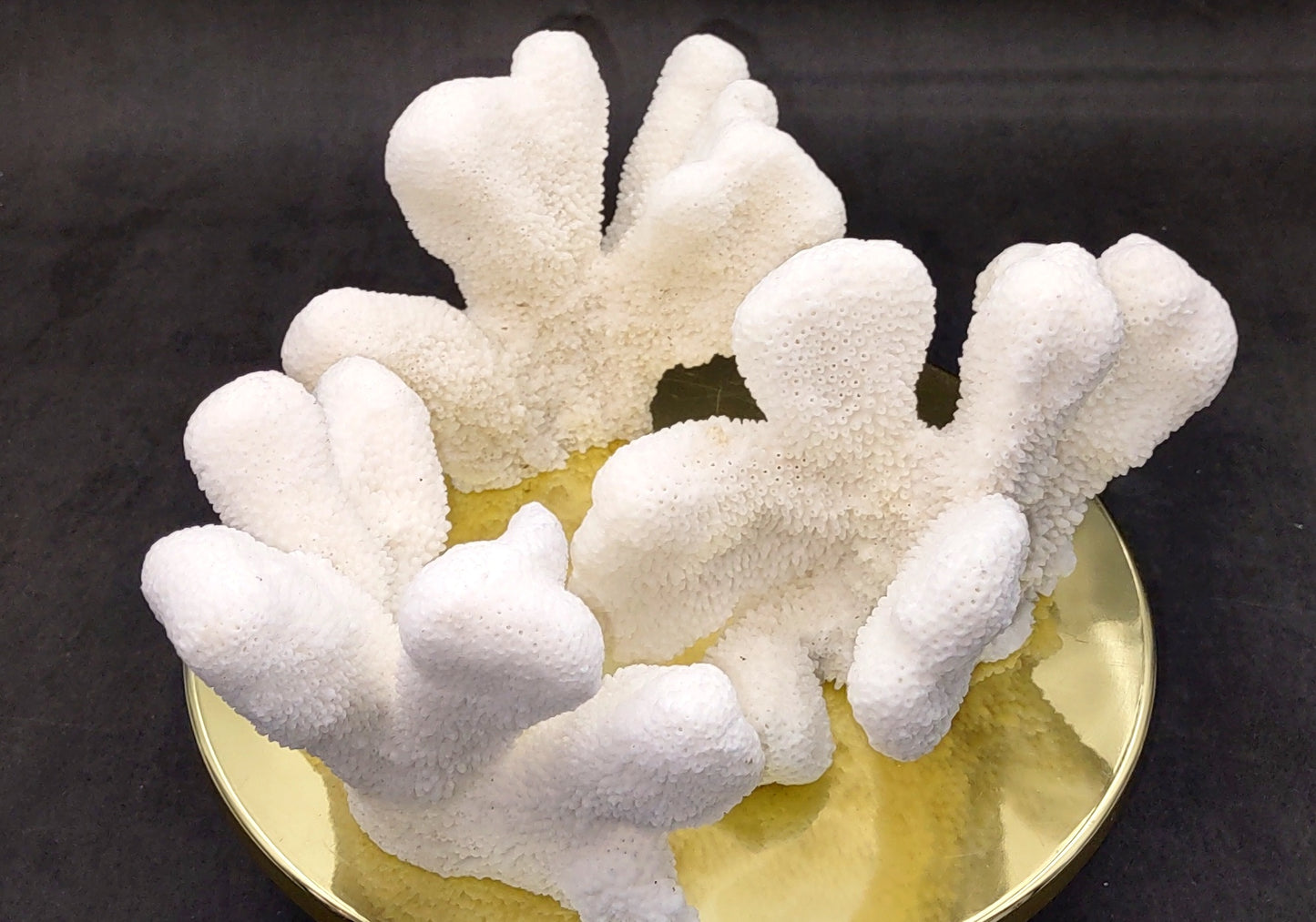 White Catspaw Coral Cluster Pocillopora Palifera (1 coral approx. 5-6+ inches) Great for ocean decor art projects & collecting!