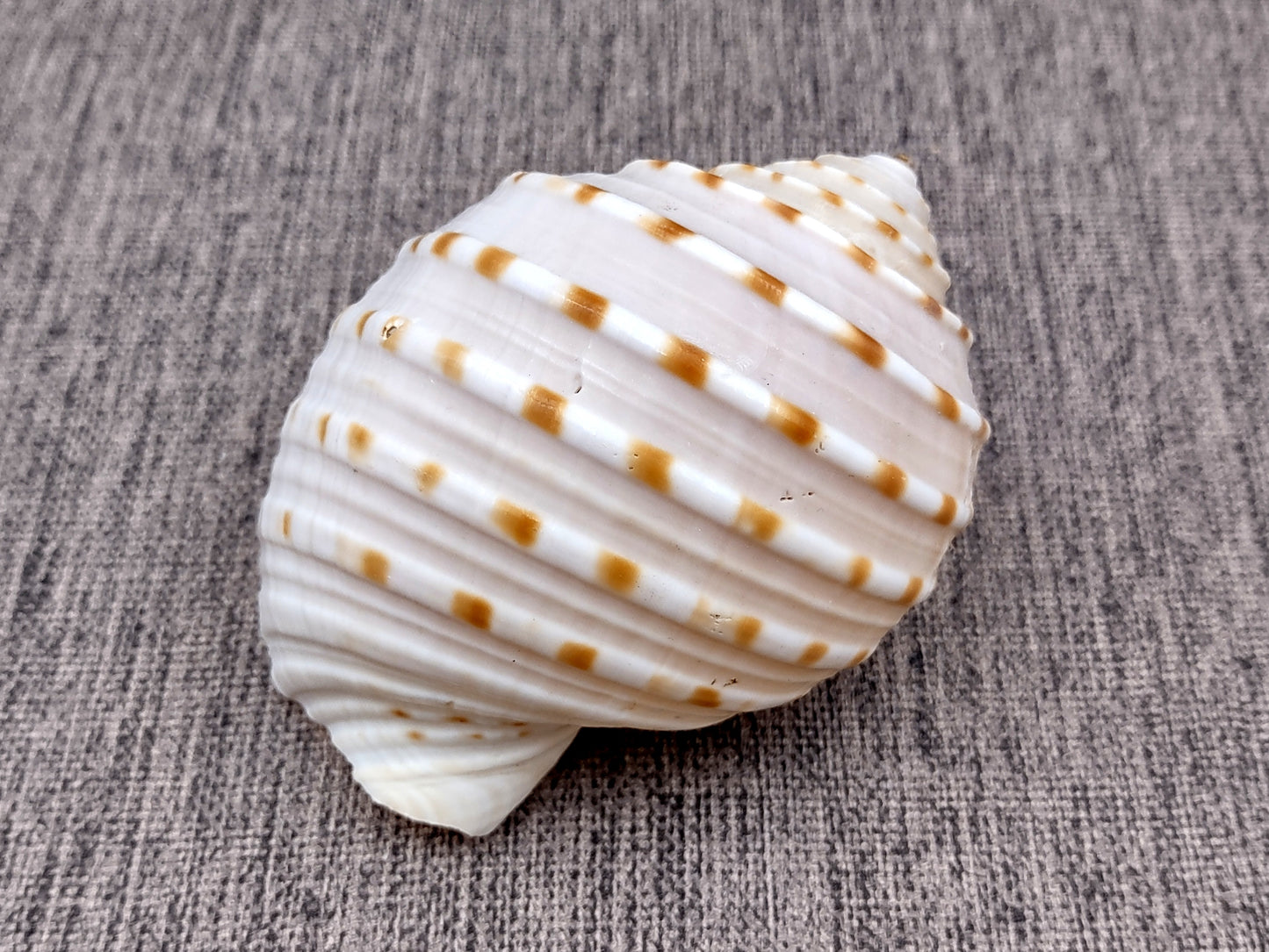 Spotted Tun Seashell Tonna Tessalata (1 shell approx. 4+ inches) Distinct shells for coastal crafting décor & collections!
