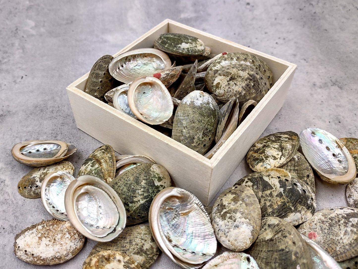 Mini Baby Abalone Green and Silver Seashells (Approx. half pound 85+ shells 1+ inch) Small shells ideal for jewelry art crafts & collecting! Grouping of brown and grey ocean-kissed abalone shells. Copy right 2024 SeaShellMart.com