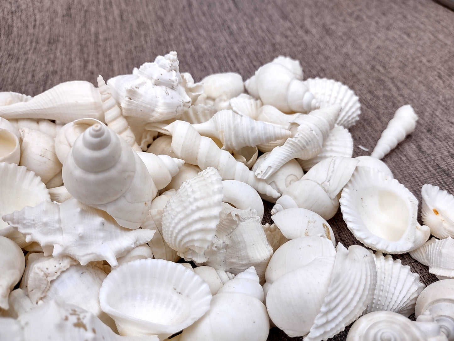 One Kilo (2.2 lbs.) White Seashell Mix