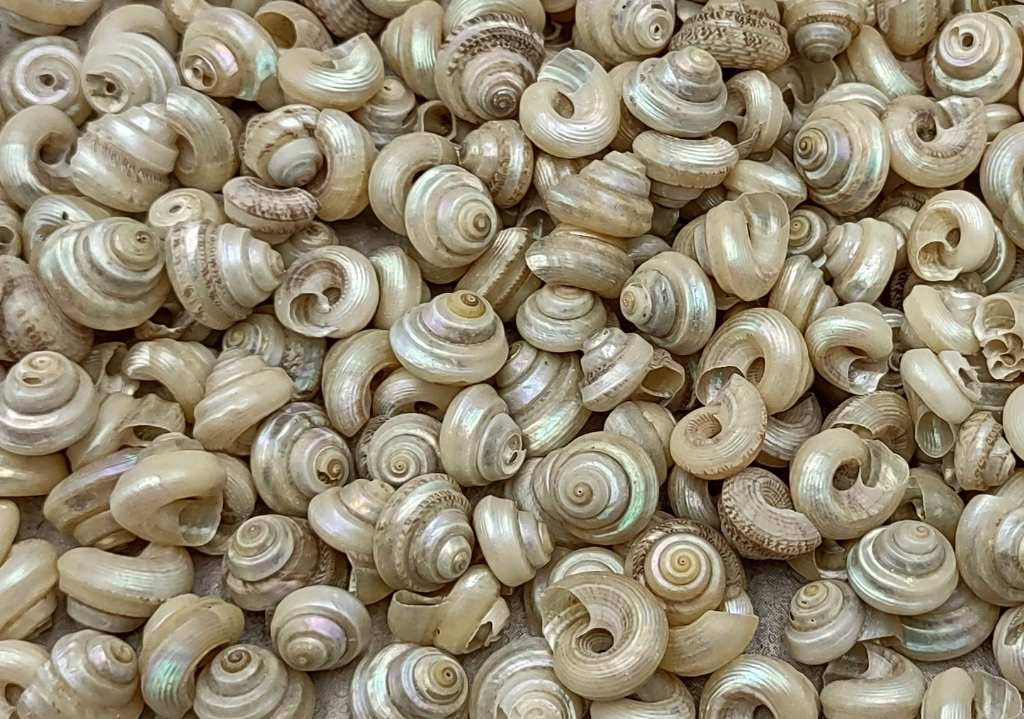 Baby Pearl Trochus Seashells (0.50 cup approx. 190-200 shells 0.25 inch). Cream shells with light stripes in a pile. Copyright 2022 SeaShellSupply.com