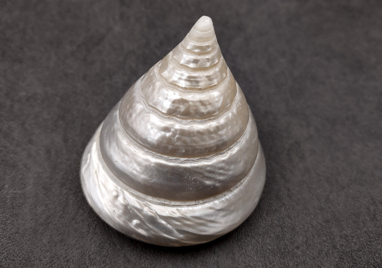Polished Silver/Pearl Trochus Seashell (2-2.5 Inches) - Trochus Niloticus. One shiny bright spiral white shell with a wide opened base. Copyright 2024 SeaShellSupply.com.
