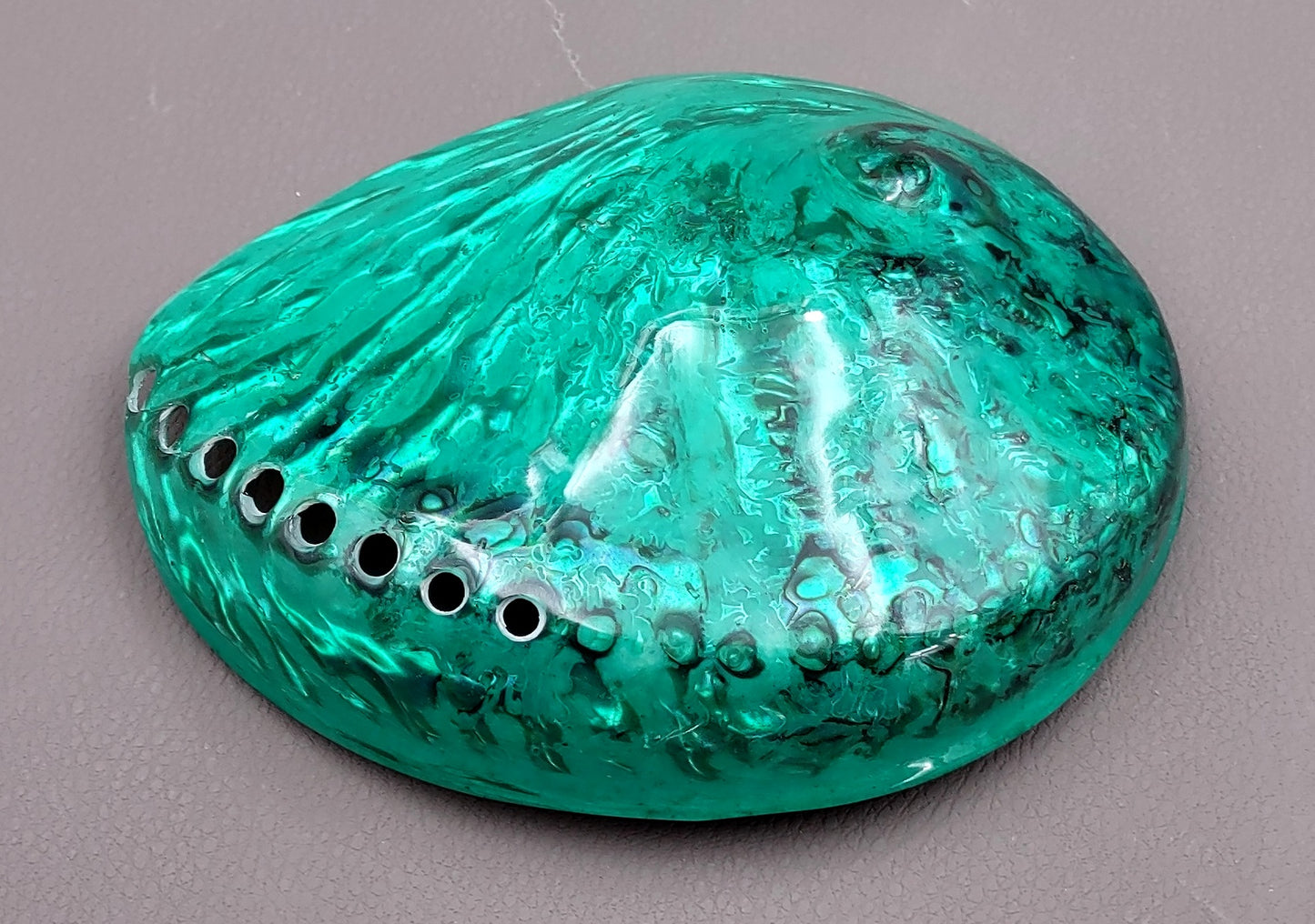 Polished Green Midas Abalone - Haliotis Midae - (1 shell approx. 5-6 inches). One pretty flat multi shaded green wide shell. Copyright 2022 SeaShellSupply.com.