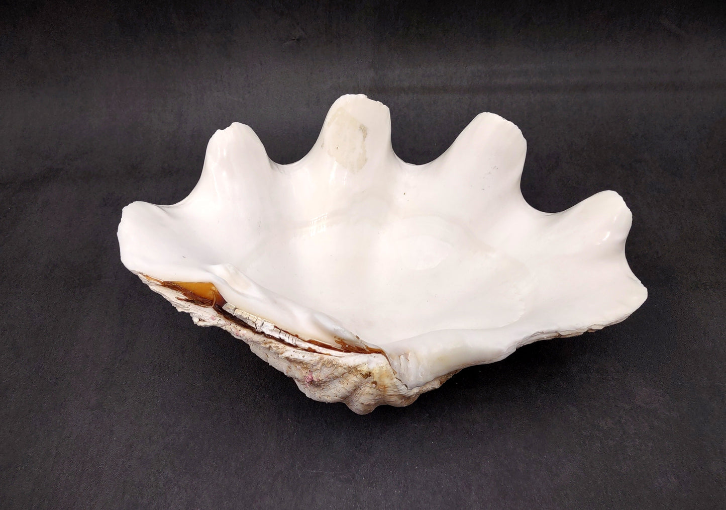 Giant Ruffled Clam Shell Half (1 half shell approx. 10.25L x 3.25H x 6.5D inches) Great rare clam shell for decor & display! Natural colored and weathered clam shell. Copyright 2024 SeaShellMart.com