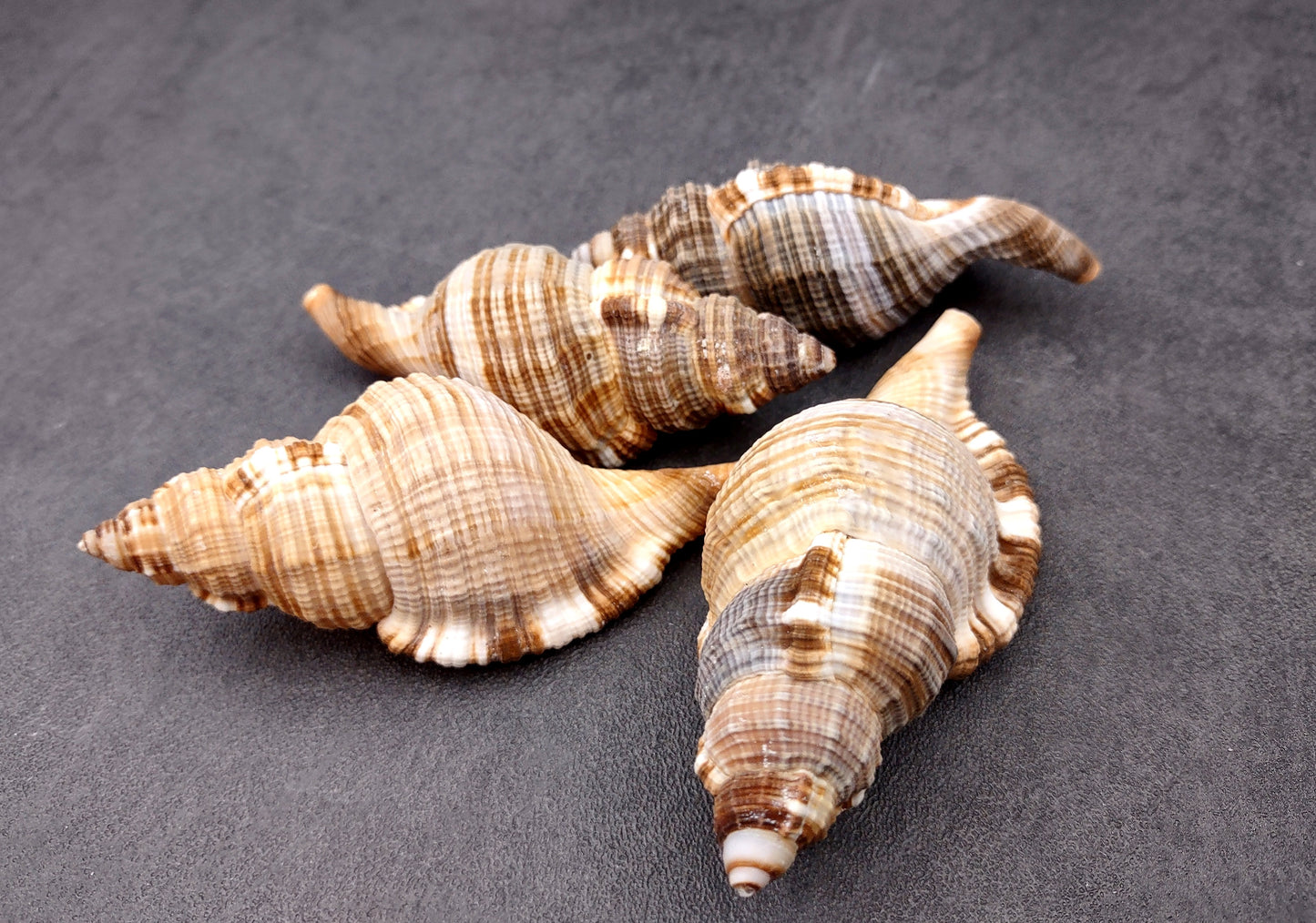 Hairy Triton Seashells - Cymatium Pileare Linnaeus - (4 shells approx. 2-4 inches). Brown, tan, white, and light grey shaded shells. Copyright 2024 SeaShellSupply.com.
