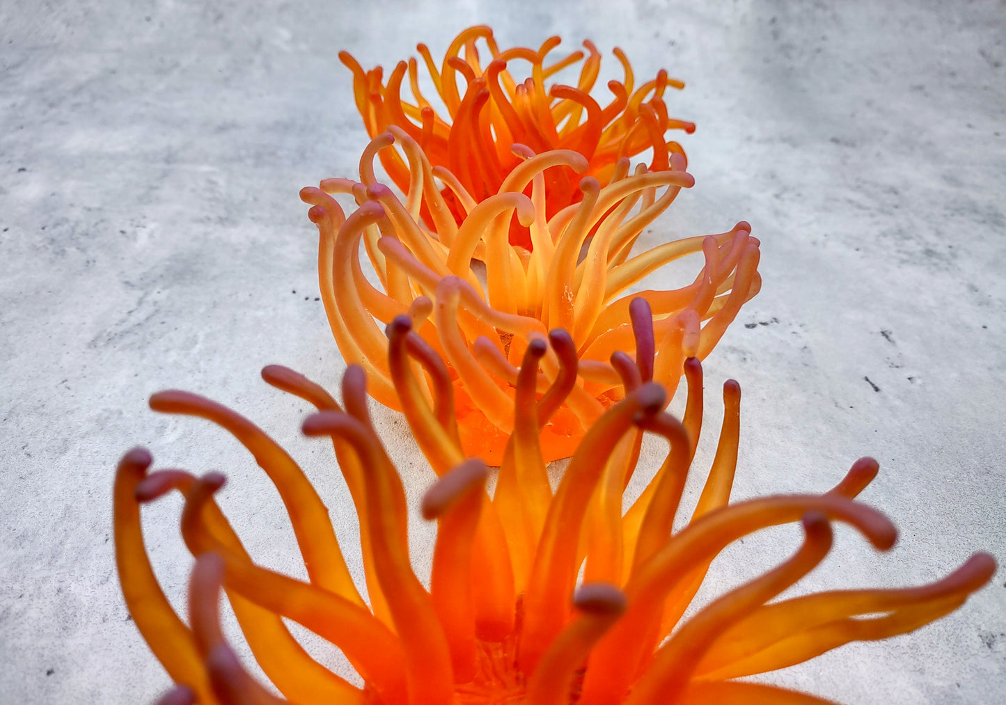 Orange/Yellow FAUX Anemone - Condylactis Gigantea - (1 FAKE Anemone approx. 5Wx2Dx5T inches) with pink tips, on light background. Copyright 2024 SeaShellSupply.com.