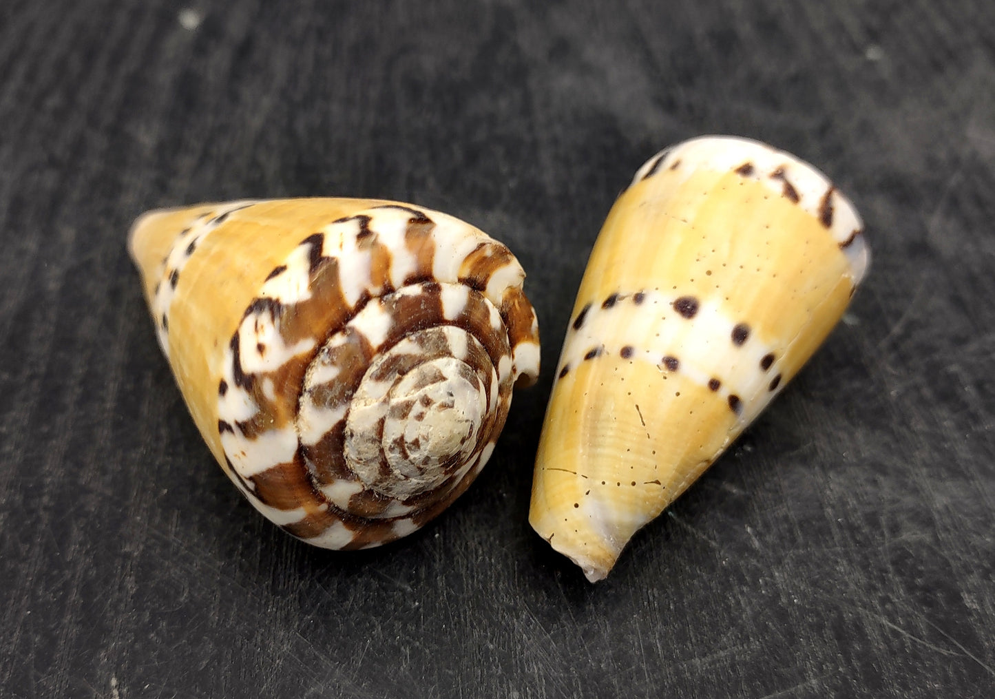 Captain Cone Seashells (2 pcs.) - (2-2.5 inches) - Conus Capitaneus. Cream to earthly colored shells with patterns along the spiral. Copyright 2024 SeaShellSupply.com.