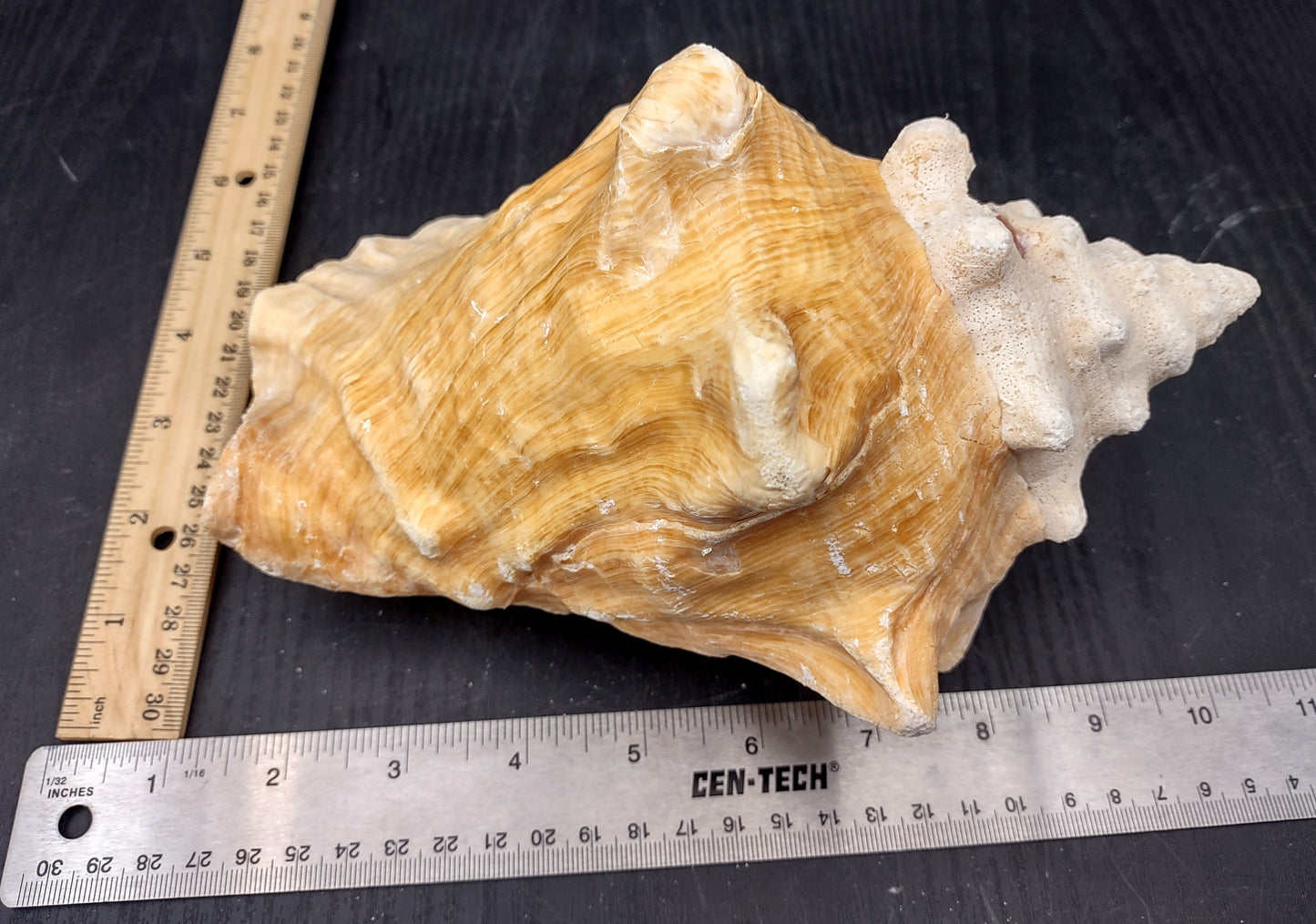 Queen/Pink Conch - Slit Back - Strobus Gigas - (1 shell approx. 8 inches). One pink and white shell. Copyright 2024 SeaShellSupply.com.