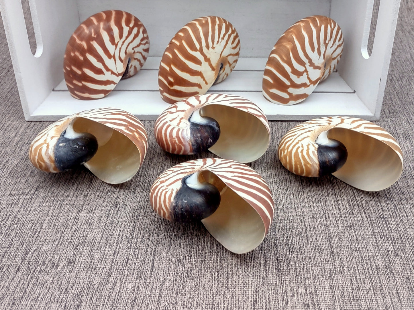 Baby Natural Nautilus Seashell - Nautilus Pompilius - (1 shell approx. 3-4 inches). One white and brown stripped spiral shell. Copyright 2022 SeaShellSupply.com.