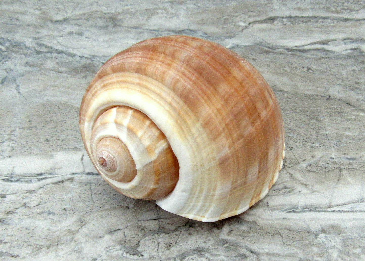 Large Tun Seashell - Tonna Oleria - (1 shell approx. 5-6 inches). A spiral shell with a multi shaded brown design on the shell. Copyright 2022 SeaShellSupply.com.
