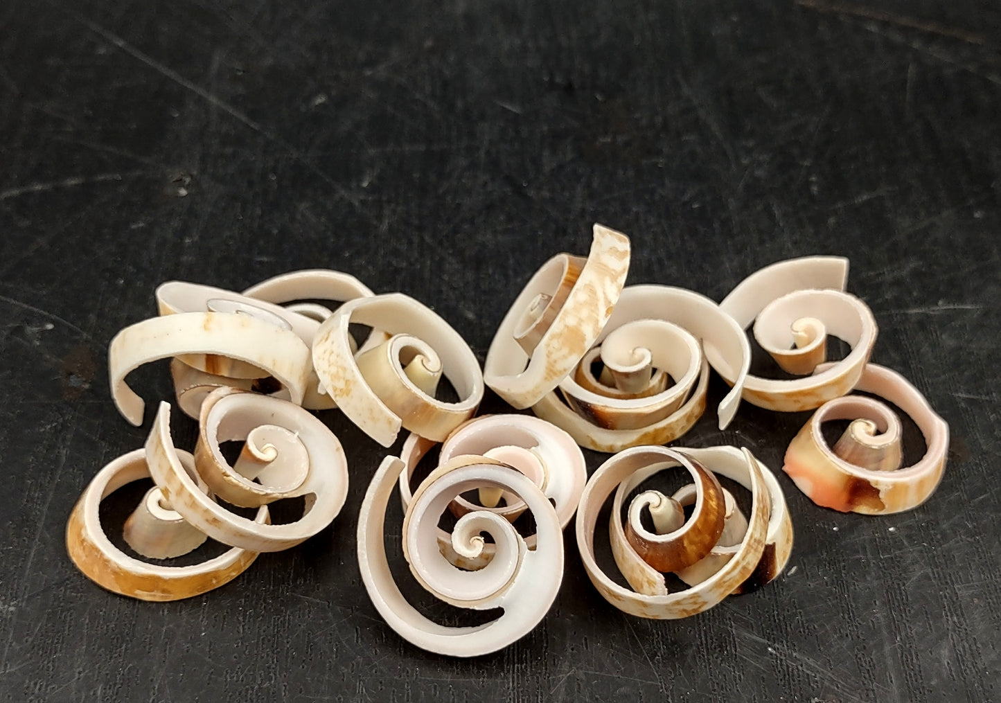 Swirl Cut Strombus Seashell Strombus Luhuanus (15 shell slices approx. .75+ inches) Copyright 2024 SeashellSupply.com
