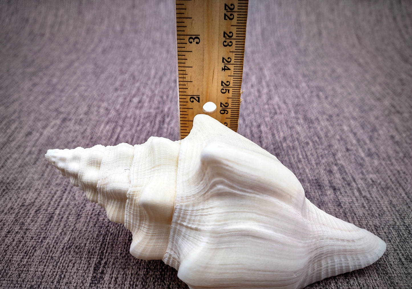 West Indian Chank - Turbinella Angulata - (1 shell 5-6 inches). White ribbed spiral shells, one shell shows the opening and one showing the textured side. Copyright 2024 SeaShellSupply.com.