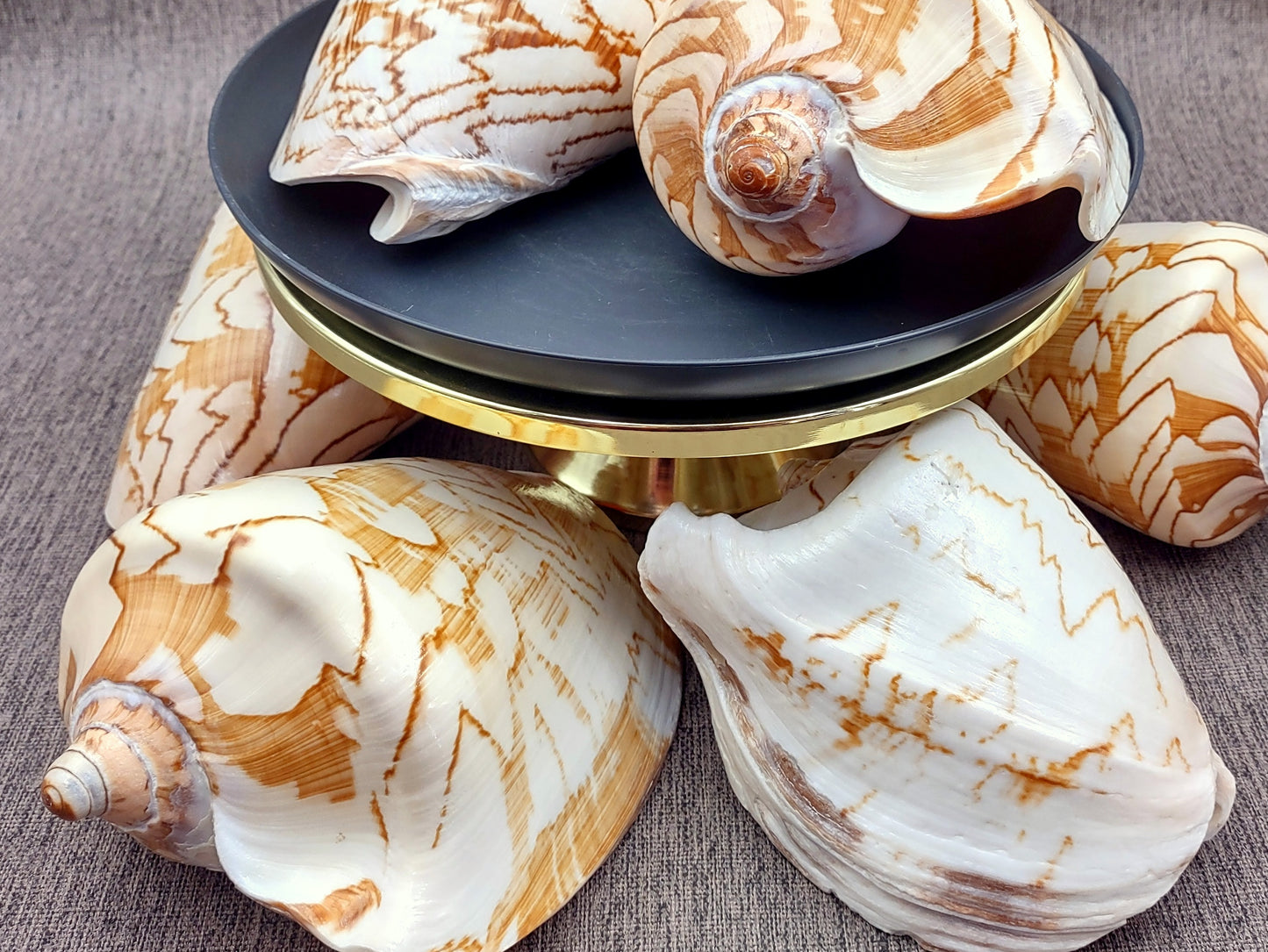 Noble Volute Seashell Voluta Nobilis (1 shell approx. 6+ inches) Perfect shells for coastal crafting decor & collections! One white shell with different tan designs on it and a wide opening. Copyright 2022 SeaShellSupply.com.