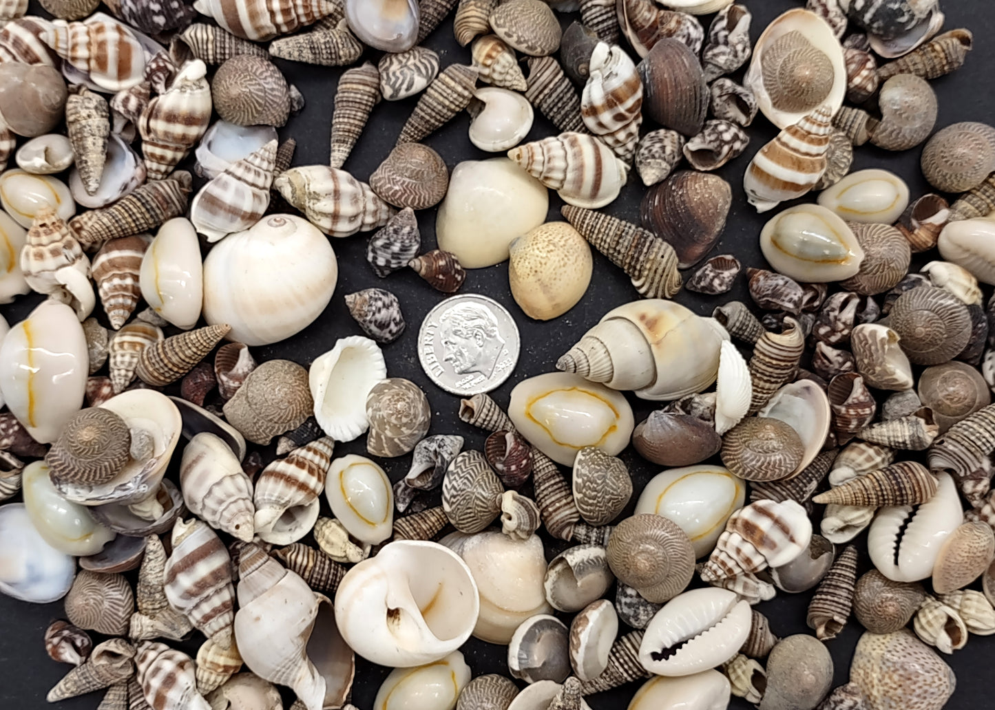 Extra Small Seashell Assorted Ocean Mix (approx. 1 kilogram 0.50+ inches) Superb shells for coastal crafting and collections!