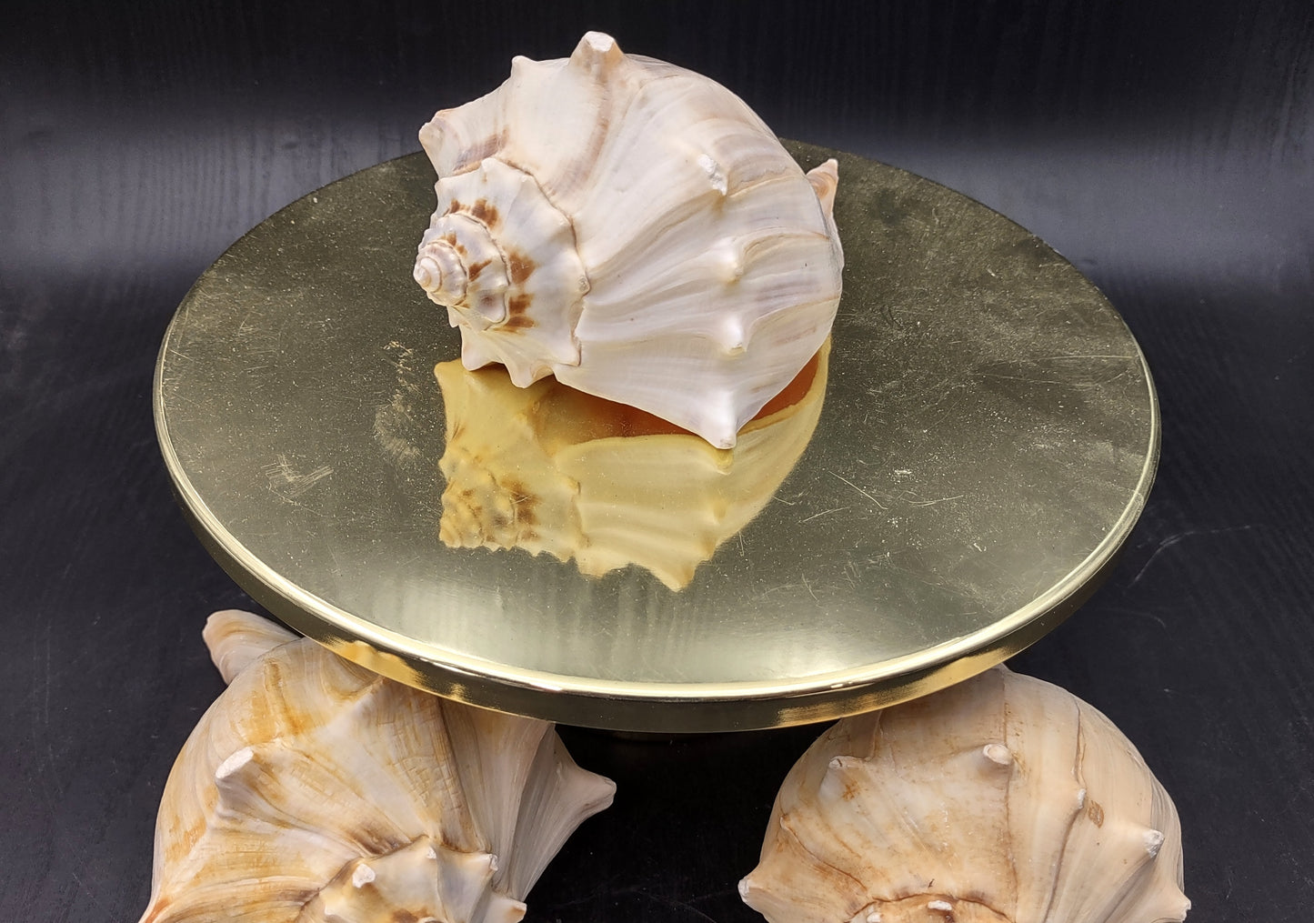 Atlantic Right Handed Whelk - Busy Carica - (1 shell, Approx. 5.5-6.5 inches). Creamy shell with wide wrapping but a longer pointed end, some spikes. Copyright 2024 SeaShellSupply.com.