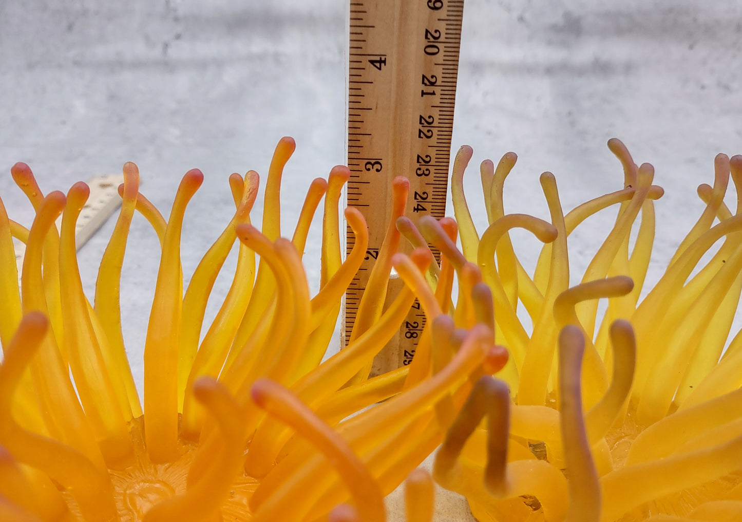 Condylactis Yellow FAUX Anemone - Condylactis Gigantea - (1 Anemone approx. 10x9x8 inches. A orange and yellow hinted stringy shiny fake anemone. Copyright 2024 SeaShellSupply.com.