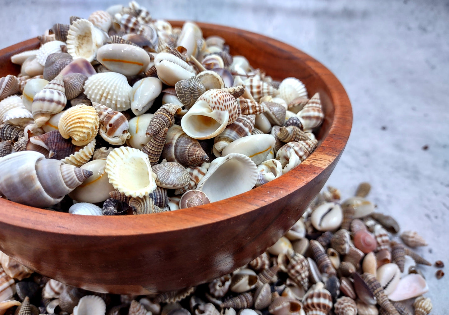Extra Small Seashell Assorted Ocean Mix (approx. 1 kilogram 0.50+ inches) Superb shells for coastal crafting and collections!